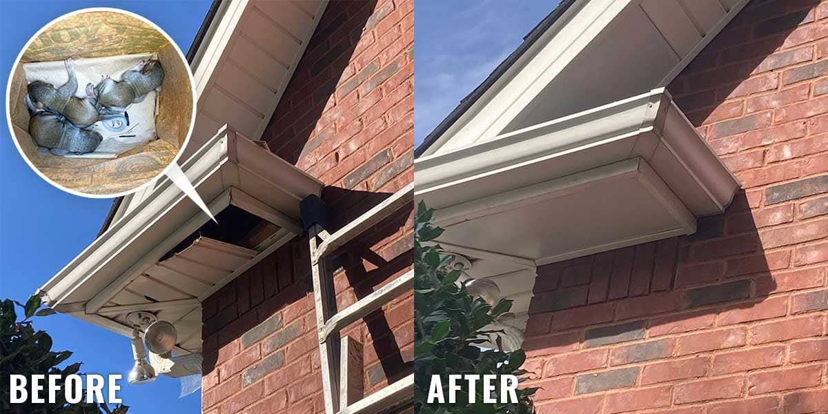 pest removal before and after