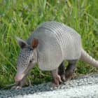Armadillos
