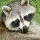 Raccoons